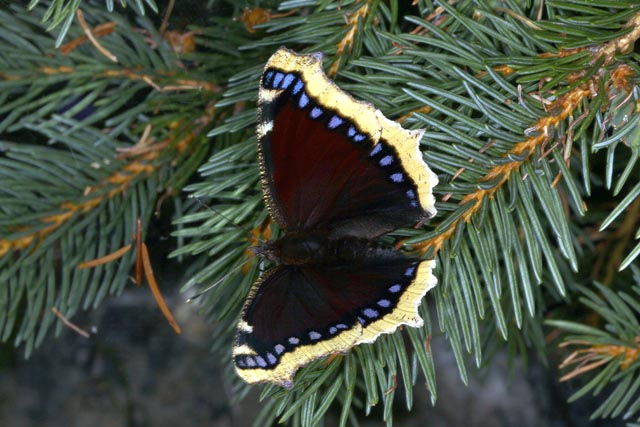 Nymphalis antiopa - Copyright Denis Bourgeois